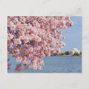 VS, Washington DC, Cherry tree Briefkaart