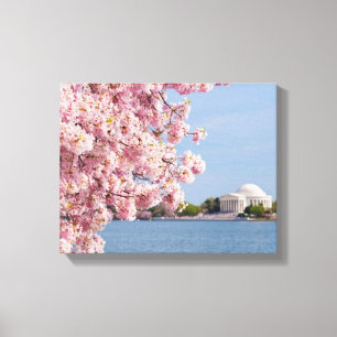 VS, Washington DC, Cherry tree Canvas Afdruk