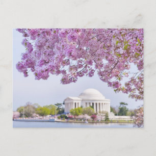VS, Washington DC, Cherry tree in bloom Briefkaart