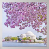 VS, Washington DC, Cherry tree in bloom Poster (Voorkant)