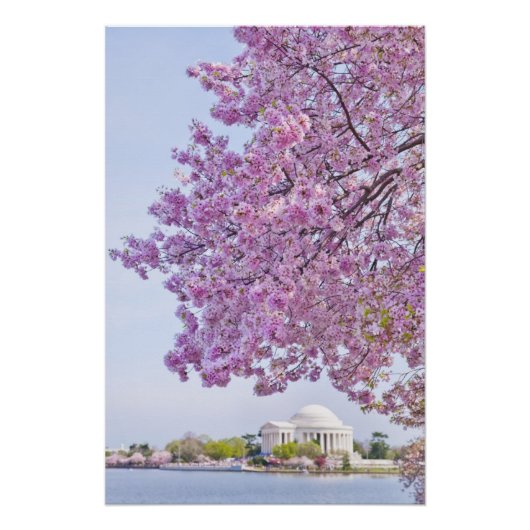 VS, Washington DC, Cherry tree in bloom Poster (Voorkant)