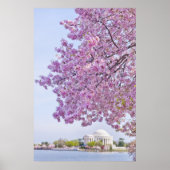 VS, Washington DC, Cherry tree in bloom Poster (Voorkant)