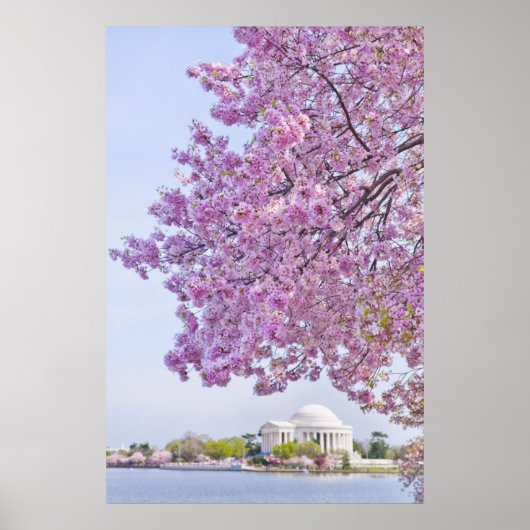 VS, Washington DC, Cherry tree in bloom Poster (Voorkant)