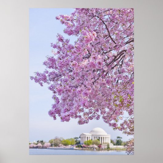 VS, Washington DC, Cherry tree in bloom Poster (Voorkant)