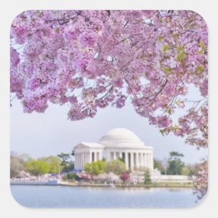 VS, Washington DC, Cherry tree in bloom Vierkante Sticker