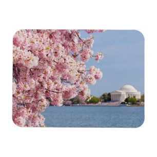 VS, Washington DC, Cherry tree Magneet