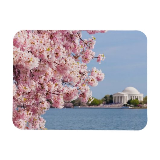 VS, Washington DC, Cherry tree Magneet (Horizontaal)