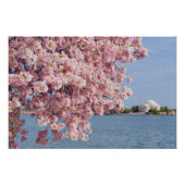 VS, Washington DC, Cherry tree Poster (Voorkant)