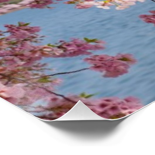 VS, Washington DC, Cherry tree Poster (Hoek)