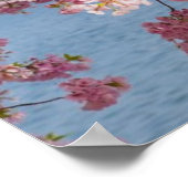 VS, Washington DC, Cherry tree Poster (Hoek)