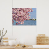 VS, Washington DC, Cherry tree Poster (Keuken)