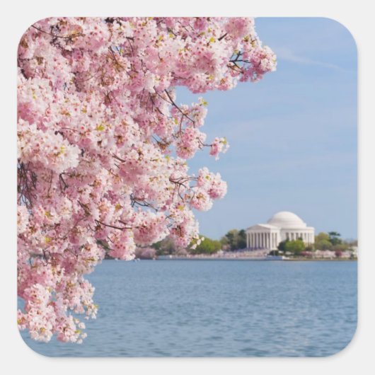 VS, Washington DC, Cherry tree Vierkante Sticker (Voorkant)