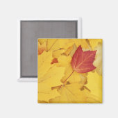 VS, Washington, Finch Arboretum, Rood en Magneet (Voorkant / Achterkant)