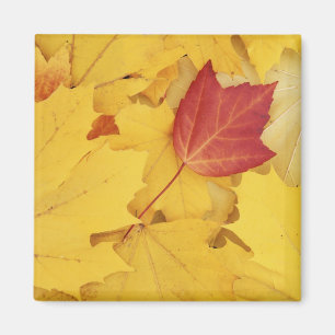 VS, Washington, Finch Arboretum, Rood en Magneet