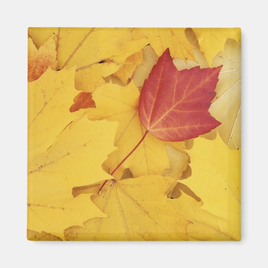 VS, Washington, Finch Arboretum, Rood en Magneet (Voorkant)