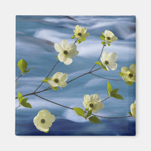 VS, Washington, Hood Canal. Pacifische dogwood Magneet
