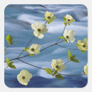 VS, Washington, Hood Canal. Pacifische dogwood Vierkante Sticker