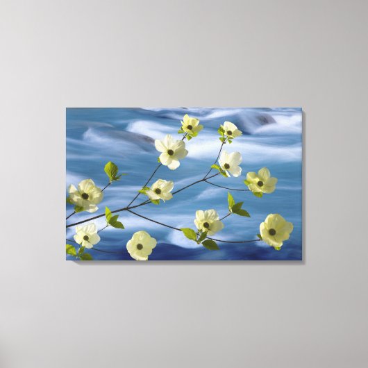 VS, Washington, Hood Canal. Pacifische doornhaai Canvas Afdruk (Voorkant)