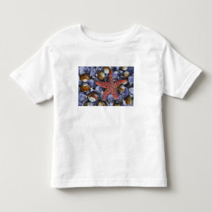VS, Washington, Hood Canal, Seabeck. Close-up Kinder Shirts