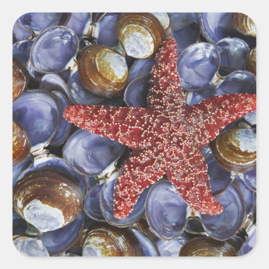 VS, Washington, Hood Canal, Seabeck. Sluiten Vierkante Sticker (Voorkant)