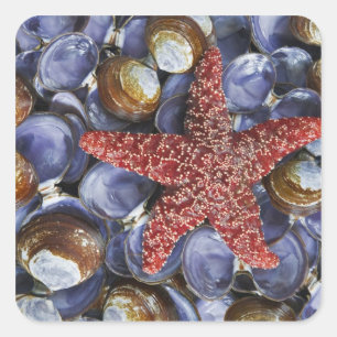 VS, Washington, Hood Canal, Seabeck. Sluiten Vierkante Sticker