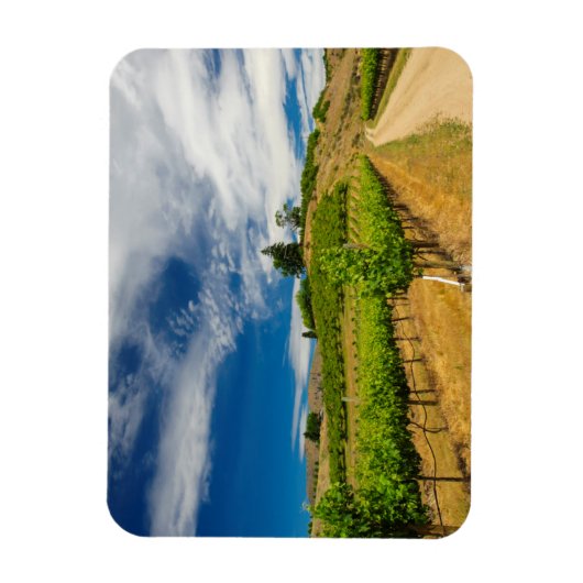 VS, Washington, Lake Chelan. Vineyard III Magneet (Verticaal)
