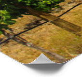 VS, Washington, Lake Chelan. Vineyard III Poster (Hoek)