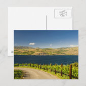 VS, Washington, Lake Chelan. Wijngaard Briefkaart (Voorkant / Achterkant)