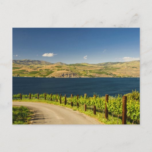 VS, Washington, Lake Chelan. Wijngaard Briefkaart (Voorkant)