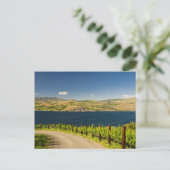 VS, Washington, Lake Chelan. Wijngaard Briefkaart (Staand voorkant)