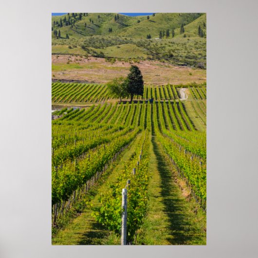 VS, Washington, Lake Chelan. wijngaarden 2 Poster (Voorkant)