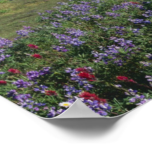 VS, Washington Mt. Adams Wilderness, Meadows Poster (Hoek)