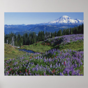 VS, Washington Mt. Adams Wilderness, Meadows Poster