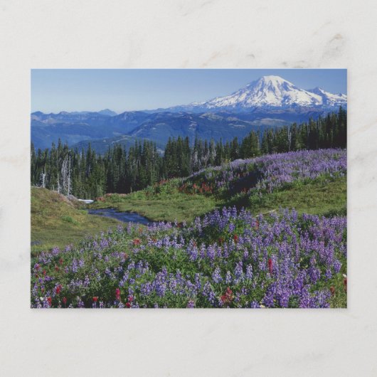 VS, Washington Mt. Adams Wilderness, Weiden Briefkaart (Voorkant)
