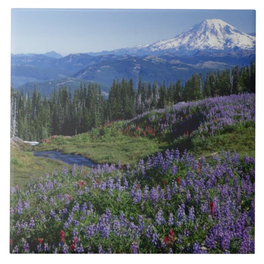 VS, Washington Mt. Adams Wilderness, Weiden Tegeltje (Voorkant)