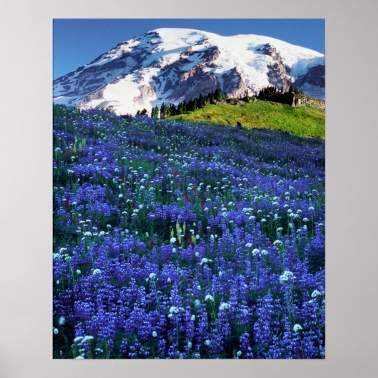 VS, Washington, Mt. Rainier Nationaal Park. Mt. Poster (Voorkant)