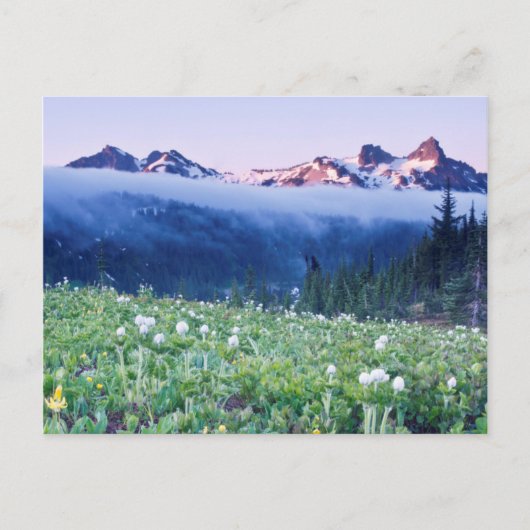 VS, Washington, Mt. Rainier National Park 4 Briefkaart (Voorkant)