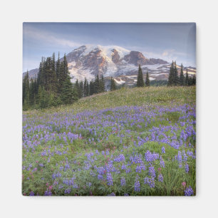 VS, Washington, Mt. Rainier NP, Mt. Rainier en Magneet