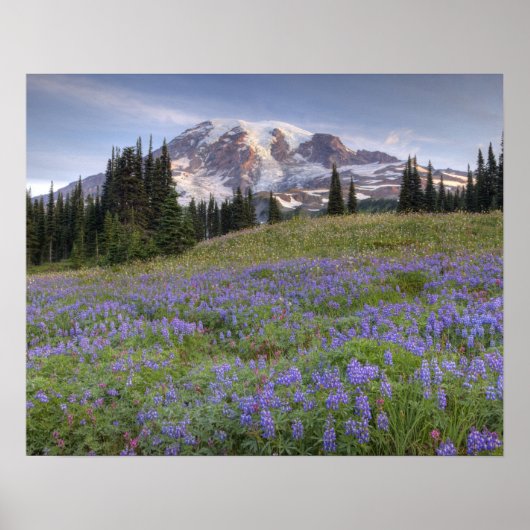 VS, Washington, Mt. Rainier NP, Mt. Rainier en Poster (Voorkant)