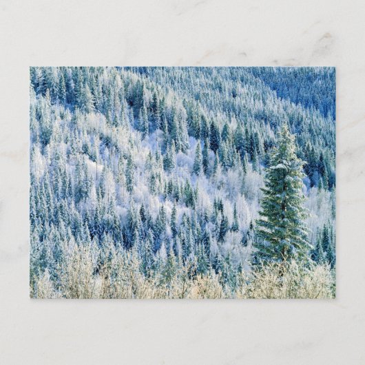 VS, Washington, Mt. Spokane State Park, Aspen 2 Briefkaart (Voorkant)