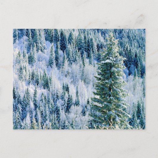 VS, Washington, Mt. Spokane State Park, Espen Briefkaart (Voorkant)