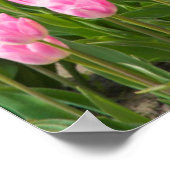 VS, Washington. Multicolored Tulpen Poster (Hoek)