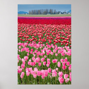 VS, Washington. Multicolored Tulpen Poster