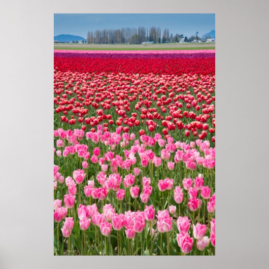 VS, Washington. Multicolored Tulpen Poster (Voorkant)