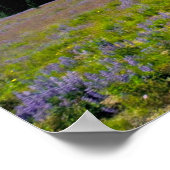 VS, Washington, Nationaal park Mount Rainier. Poster (Hoek)