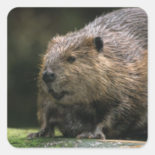 VS, Washington, Northwest Trek. Beaver Vierkante Sticker
