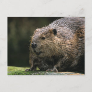 VS, Washington, Northwest Trek. Bever Briefkaart