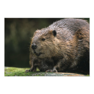 VS, Washington, Northwest Trek. Bever Foto Afdruk