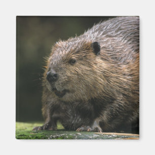 VS, Washington, Northwest Trek. Bever Magneet