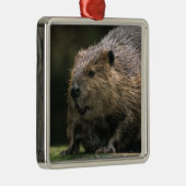 VS, Washington, Northwest Trek. Bever Metalen Ornament (Rechts)
